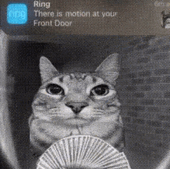 Ring Cat GIF - Ring Cat GIFs