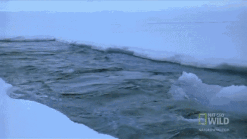 Hayyy Mr. Narwhal GIF - Narwhal Ocean Arctic GIFs