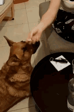 a woman is feeding a dog a treat while sitting at a table