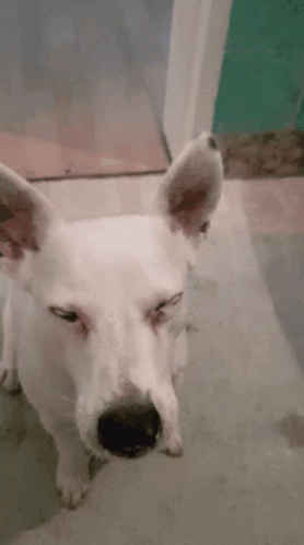 Dogs Tongue Out GIF - Dogs Tongue Out Large Ears GIFs