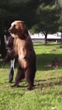 a large brown bear is standing on its hind legs in a park