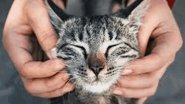 a person is holding a cat in their hands and petting it .