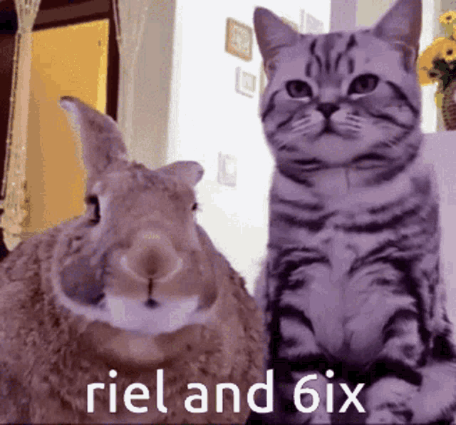Cat Bunny GIF - Cat Bunny Rabbit GIFs