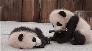 Panda Cute GIF