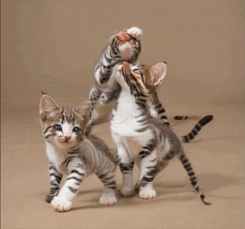 two kittens playing with a toy on a carpeted floor