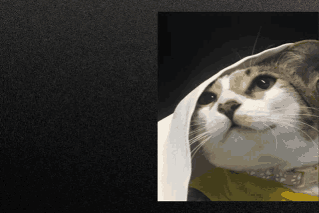 a cat wearing a yellow scarf looks up at something