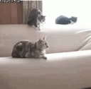 Cats Surprise Attack GIF - Cats Surprise Attack Push GIFs