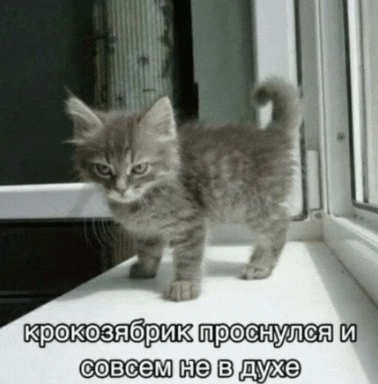 a kitten is standing on a window sill with a caption in a foreign language