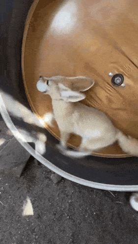 a small animal is running on a treadmill while holding a ball in its mouth .