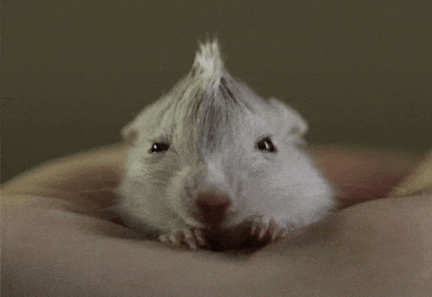 a white hamster with a mohawk on its head