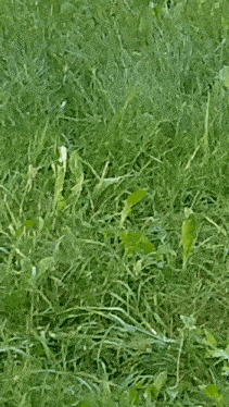 a field of green grass with white flowers