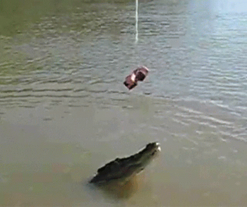 Alligator Fishing GIF - Alligator Fishing GIFs