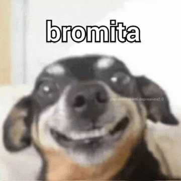a close up of a dog 's face with the word bromita on it .