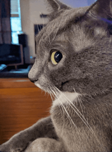 a close up of a cat 's face with a blurred background