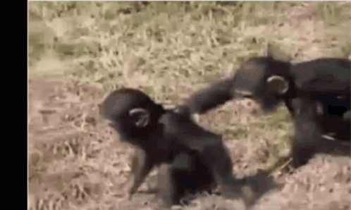 Not My Circus Not My Monkeys Whatever GIF - Not My Circus Not My Monkeys Whatever Doesnt Matter GIFs