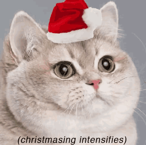 a cat with a santa hat on its head with the caption ( christmasing intensifies ) below it