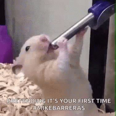 Mike Barreras Funny Animals GIF - Mike Barreras Funny Animals Mouse GIFs