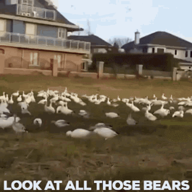 Look At All Those Chickens Look At All Those Bears GIF - Look At All Those Chickens Look At All Those Bears GIFs