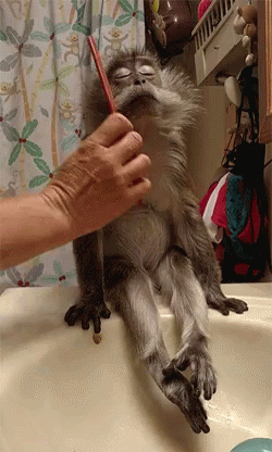 Well Done Human, I'Ll Have My Tea By The Pond Today. GIF - Groovy GIFs