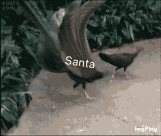 a picture of two birds with the word santa on the bottom