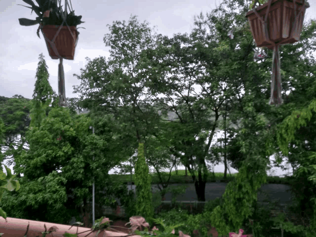a few potted plants hanging from a rope in a garden