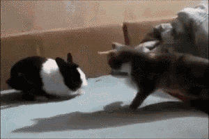a black and white rabbit and a cat are playing on a bed .