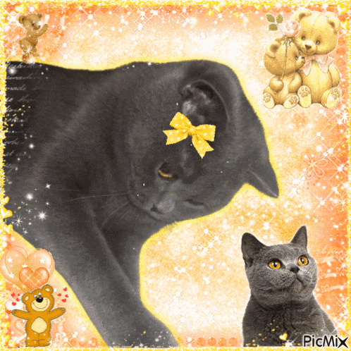 a picture of a cat with a yellow bow on its ear and a cat with yellow eyes