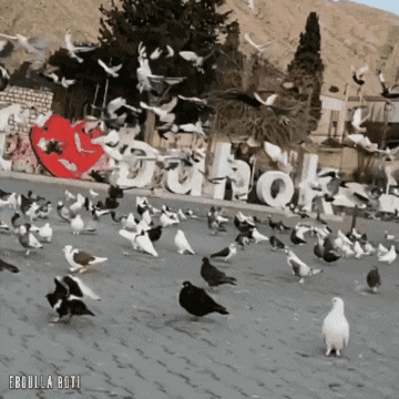 a flock of pigeons are gathered in front of a sign that says " duhok "