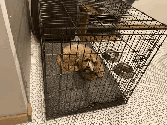 a small dog laying in a cage with two bowls of food