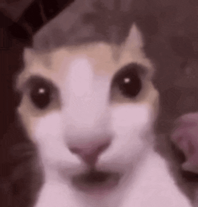 a close up of a cat 's face looking at the camera with its mouth open .