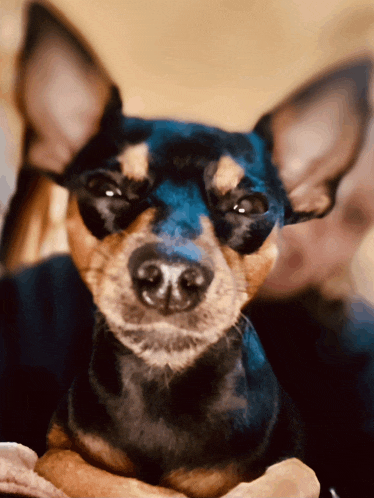a close up of a dog 's face with a blurred background