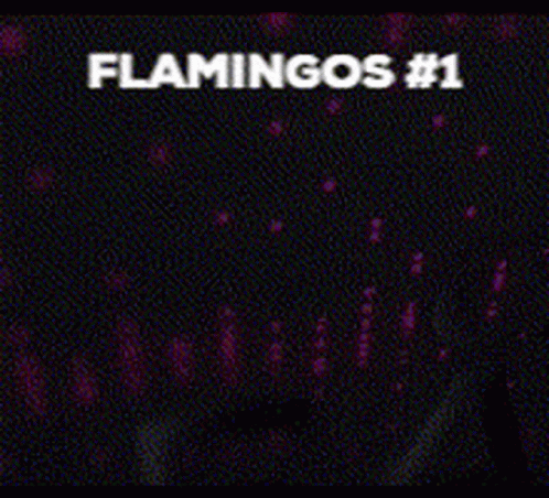 Hialeah Flamingo GIF - Hialeah Flamingo GIFs