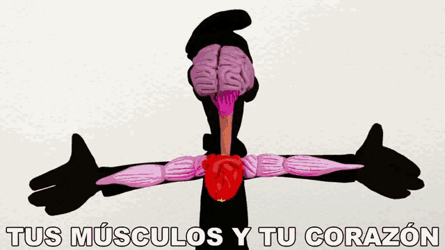 Tus Musculos Y Tu Corazon Curiosamente GIF