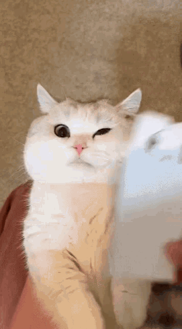 a white cat with a pink nose is standing next to a person holding a tablet .