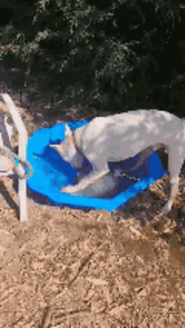 a white dog is playing in a blue pool