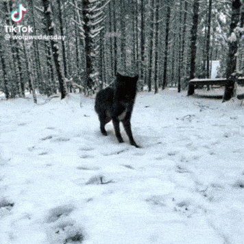 a wolf is standing in the snow in the woods .