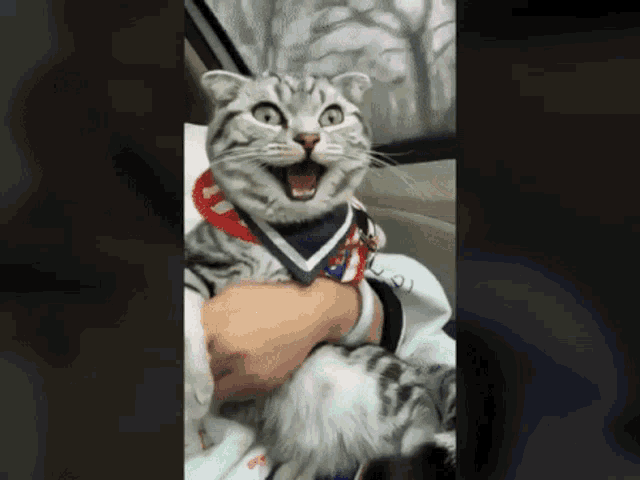 Cat Excited GIF - Cat Excited Thrilled GIFs