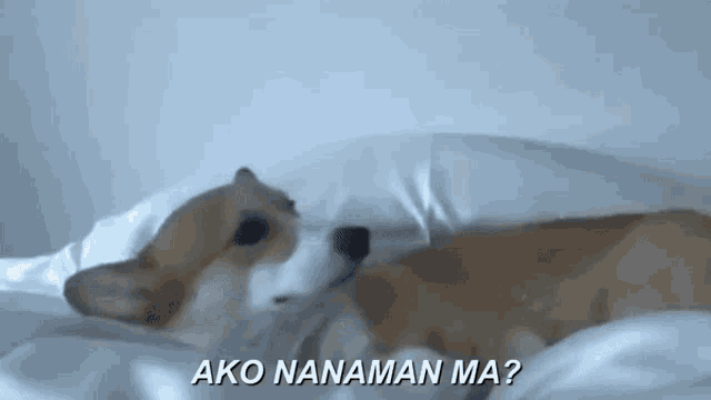 a corgi dog is laying on a bed with a white pillow and asking .
