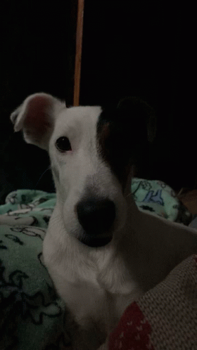 Simadog GIF - Simadog GIFs