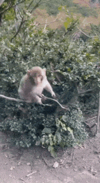 обезьяна GIF - обезьяна GIFs