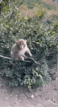 a small monkey is sitting on a tree branch .