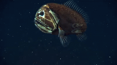 Deep Sea Fish GIF - Deep Sea Fish GIFs