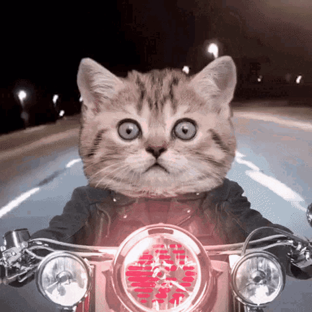 a cat is riding a motorcycle with a chinese symbol on the front