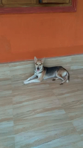 Dog GIF - Dog GIFs