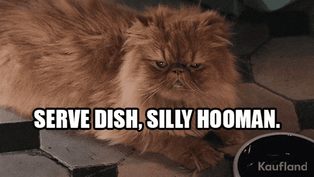 a picture of a cat with the words serve dish silly hooman above it