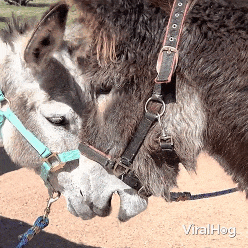 Donkey Conflict Donkeys GIF - Donkey Conflict Donkeys Viralhog GIFs