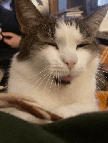 a close up of a cat with its eyes closed and its mouth open