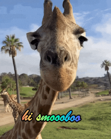 a picture of a giraffe with the words hi smoooboo on the bottom