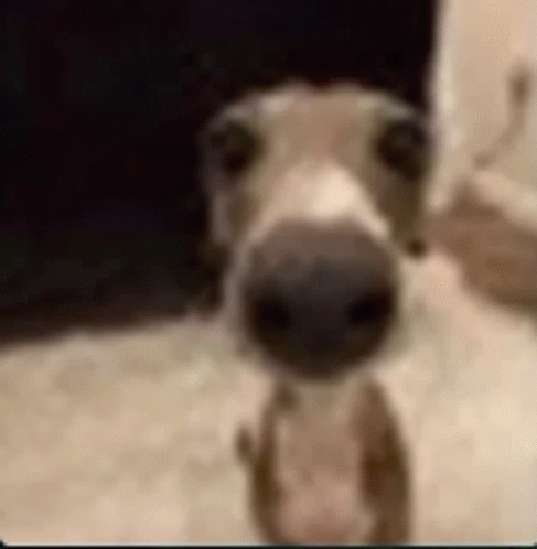 Goofy Dog Meme - Goofy Dog - Discover & Share GIFs