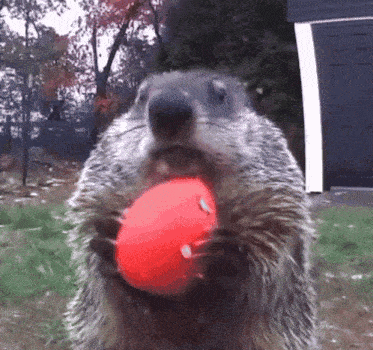 Groundhog Even He Was Weirded Tf Out GIF - Groundhog Even He Was Weirded Tf Out Groundhog Weirded Tf Out GIFs